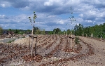Bild 1: 12.000 gepflanzte Bäume und Sträucher werden das Areal der ehemaligen Deponie Leuthen künftig in eine parkähnliche Landschaft verwandeln. / Eigenbetrieb "Abfal