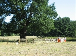 Bild 1: Eine Rotunde am Naturdenkmal in Groß Kölzig / Kreisstraßenmeisterei des Landkreises Spree-Neiße