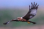 Bild 1: Rohrweihe im Flug, Quelle: Dr. Peter Kastner