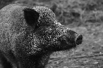 Der Seuchendruck aus Richtung Polen und Sachsen entsteht vor allem durch migrierende Wildschweine. Landkreis Spree-Neiße/Wokrejs Sprjewja-Nysa
