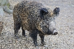 Bild 1: Wildschwein , Quelle: Landkreis Spree-Neie/Wokrejs Sprjewja-Nysa