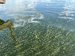 Bild 1: Blaualgen_1, Quelle: Landkreis Spree-Neie/Wokrejs Sprjewja-Nysa 