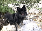 Bild 1: Hund, Quelle: Landkreis Spree-Neie/Wokrejs Sprjewja-Nysa
