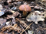 Bild 1: Pilz im Wald, Quelle: Landkreis Spree-Neie/Wokrejs Sprjewja-Nysa 