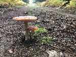 Bild 1: Fliegenpilz im Wald, Quelle: Landkreis Spree-Neie/Wokrejs Sprjewja-Nysa