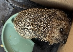 Bild 1: Igel , Quelle: Landkreis Spree-Nei�e/Wokrejs Sprjewja-Nysa