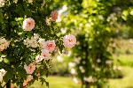 Bild 1: Impression aus dem Ostdeutschen Rosengarten in Forst (Lausitz)/Bar�ć (Łu�yca) , Quelle: Landkreis Spree-Nei�e/Wokrejs Sprjewja-Nysa