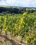 Bild 1: Weingut Marcinowice, Quelle: Landkreis Spree-Nei�e/Wokrejs Sprjewja-Nysa