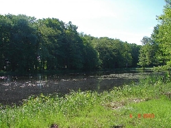 Bild 3: Park, Blick nach Süd-Ost / Fr. Hüttner