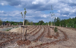 Bild 1: 12.000 gepflanzte Bäume und Sträucher werden das Areal der ehemaligen Deponie Leuthen künftig in eine parkähnliche Landschaft verwandeln. / Eigenbetrieb "Abfal