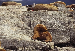 Bild 2: Seelöwen und Königskormorane auf einer Insel im Beagle-Kanal von Feuerland (Argentinien) / www.aufbrechen.de