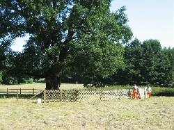 Bild 1: Eine Rotunde am Naturdenkmal in Groß Kölzig / Kreisstraßenmeisterei des Landkreises Spree-Neiße