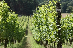 Bild 2: Gubener Weinbau e.V. / Medienzentrum des Landkreises Spree-Neiße