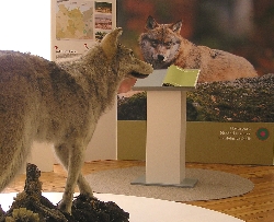 Bild 2: Sonderausstellung "Wolf & Mensch - Auf Spurensuch in Brandenburg" / Eckbert Kwast