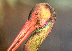 Bild 1: Sonderausstellung mit phantastischen Tierfotografien von Dr. Peter Kastner im Spremberger Heidemuseum, Quelle: Niederlausitzer Heidemuseum