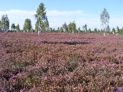 Bild 1: Reicherskreuzer Heide, Quelle: Marketing und Tourismus Guben e.V.