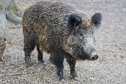 Bild 1: Wildschwein , Quelle: Landkreis Spree-Neie/Wokrejs Sprjewja-Nysa