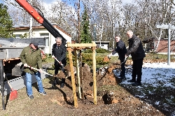 Bild 1: Pflanzung des Amberbaumes mit Fachbereichsleiter Frank Leopold, Landrat Harald Altekrger, Kreistagsvorsitzendem Dr. Torsten Schler und Landheimleiter Dietmar Thron (v.r.n.l.). , Quelle: Landkreis Spree-Neie