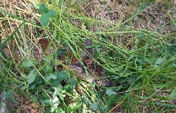 Bild 1: Ein junges Reh im Gras., Quelle: Landkreis Spree-Neie/Wokrejs Sprjewja-Nysa