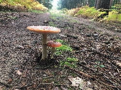 Bild 1: Fliegenpilz im Wald , Quelle: Landkreis Spree-Neie/Wokrejs Sprjewja-Nysa