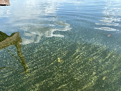Bild 1: Blaualgen_1, Quelle: Landkreis Spree-Neie/Wokrejs Sprjewja-Nysa 