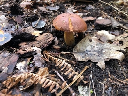 Bild 1: Pilz im Wald, Quelle: Landkreis Spree-Neie/Wokrejs Sprjewja-Nysa 