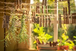 Bild 1: trocknende Kruter, Quelle: Envato