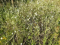 Bild 3: Graukresse, Quelle: Landkreis Spree-Neie/Wokrejs Sprjewja-Nysa