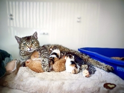 Bild 1: Katzenmutter mit ihren Jungen, Quelle: Landkreis Spree-Neie/Wokrejs Sprjewja-Nysa