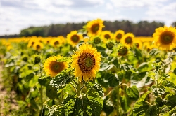 Bild 2: Sonnenblumenfeld in der Lausitz, Quelle: Landkreis Spree-Neie/Wokrejs Sprjewja-Nysa