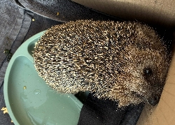 Bild 1: Igel , Quelle: Landkreis Spree-Nei�e/Wokrejs Sprjewja-Nysa