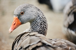 Bild 1: Symbolbild Graugans, Quelle: Envato Elements 