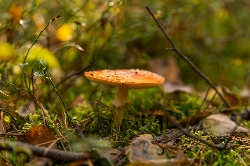 Bild 1: Symbolbild Pilz, Quelle: Landkreis Spree-Nei�e/Wokrejs Sprjewja-Nysa