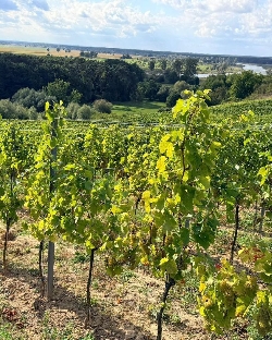 Bild 1: Weingut Marcinowice, Quelle: Landkreis Spree-Nei�e/Wokrejs Sprjewja-Nysa
