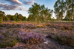 Bild 1: Sukzessionsstadien im Wildnisgebiet Naturwelt Lieberoser Heide, Quelle: Stiftung Naturlandschaften Brandenburg