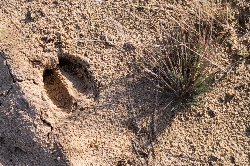 Bild 3: Eine Tierspur vom Rotwild in der Naturwelt Lieberoser Heide, Quelle: Stiftung Naturlandschaften Brandenburg