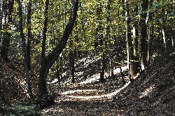 Bild 1: M�rchenwald, Quelle: Fotograf: U. Hennicke 