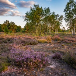  Naturwelt Lieberoser Heide