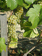 Wein aus der Gubener Region, Stadt Guben Wein aus der Gubener Region, Stadt Guben